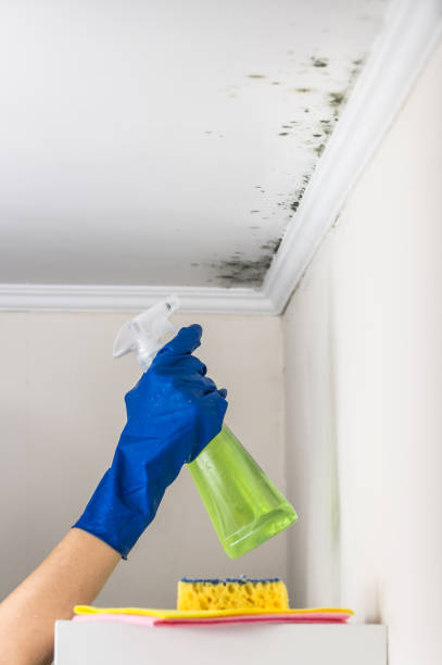 Best Local Mold Removal Service  in Tulia, TX